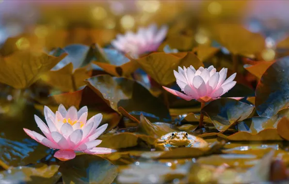 Leaves, flowers, water lilies, water surface
