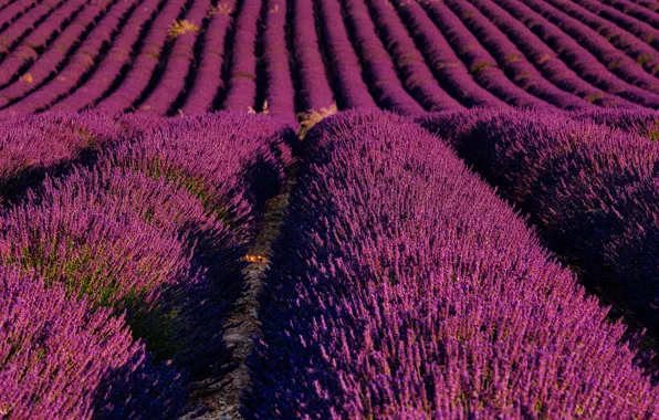 Field, summer, flowers, close-up, nature, France, a lot, lavender