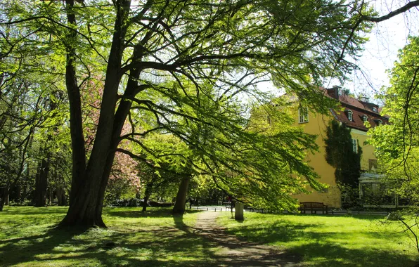 Trees, park, spring, alley