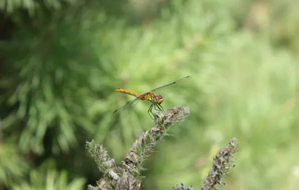 Picture nature, dragonfly, insect, widescreen