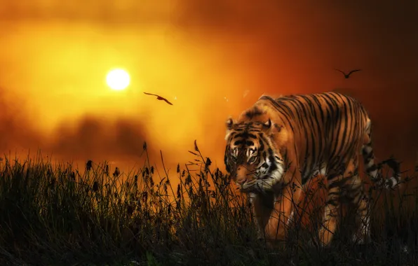 The sun, birds, tiger, predator