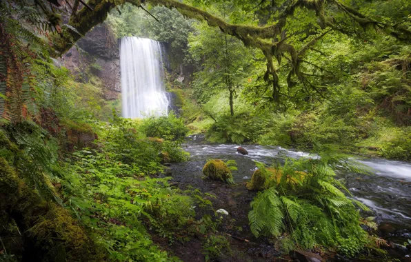Forest, river, vegetation, waterfall, Oregon, Oregon, Columbia River Gorge, The Columbia river gorge