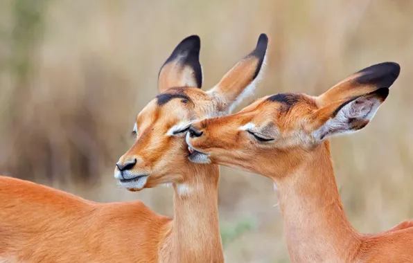 Two, kiss, South Africa, Impala, charapata antelope