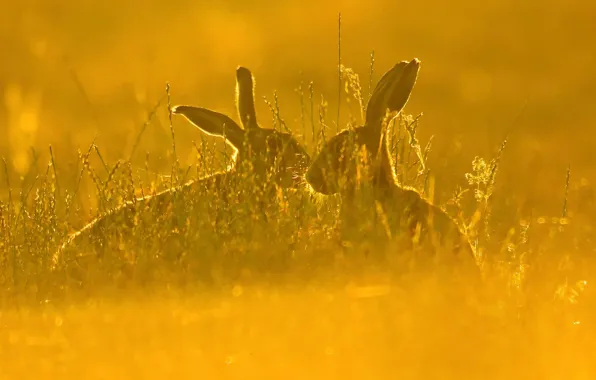 Field, grass, nature, hare, pair, hare