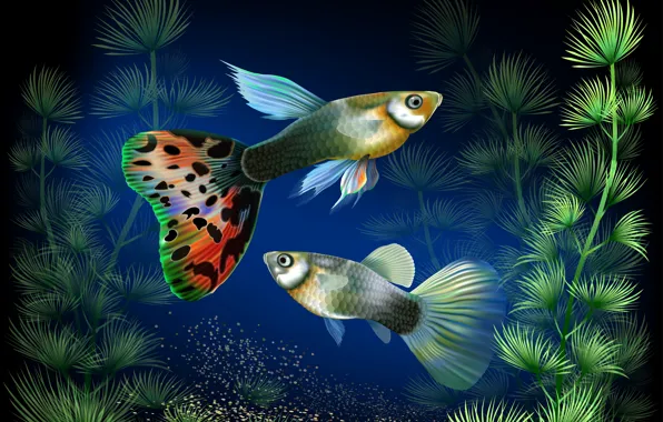 Fish, algae, aquarium, vector, under water