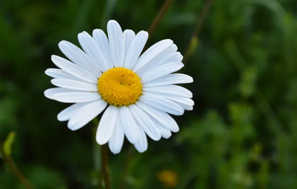 Flowers, nature, chamomile, petals, blur