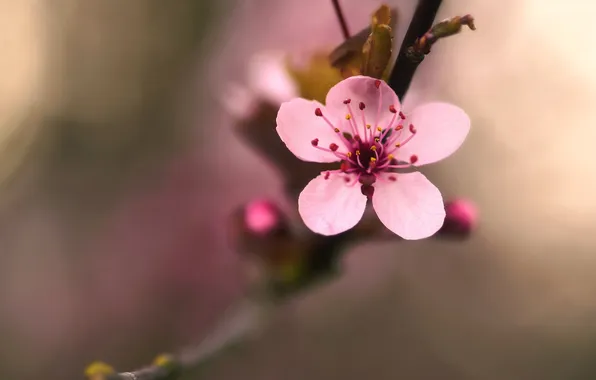 Flower, macro, cherry, tree, pink, plant, branch, spring