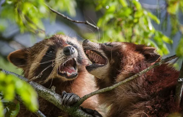 Tree, branch, showdown, raccoons