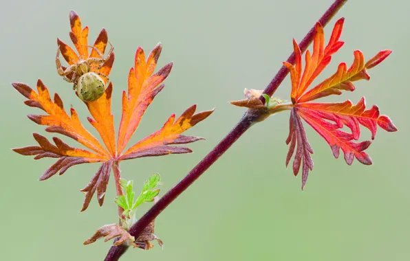 Spider, leaves, branch