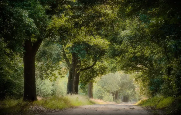 Picture road, trees, Park, foliage, alley, oak, oak forest