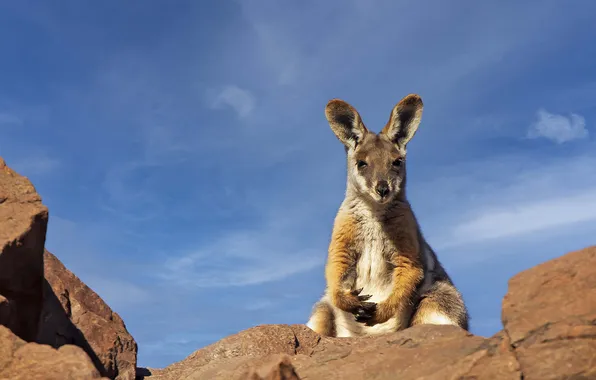 Light, pose, stones, rocks, kangaroo, face, cub, blue sky