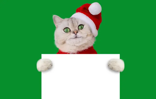 Cat, white, cat, look, pose, smile, legs, Christmas