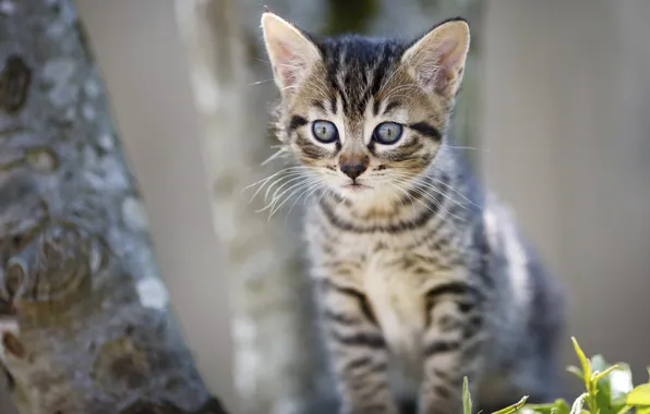 Picture cat, look, trees, baby, muzzle, kitty, sitting