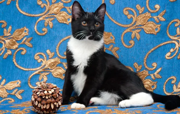 Cat, cat, pose, kitty, black and white, toy, sitting, blue background