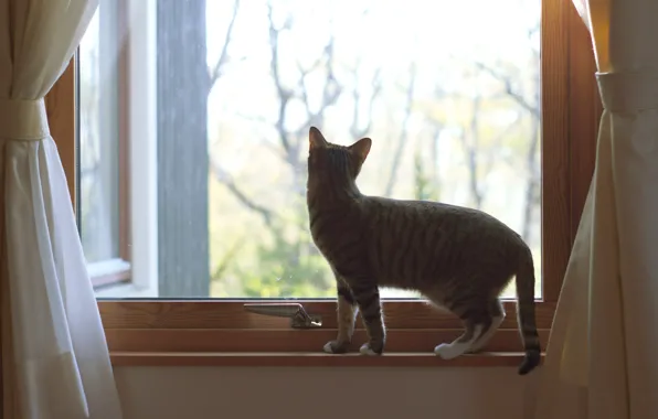 Cat, cat, glass, light, back, window, sill, curtains