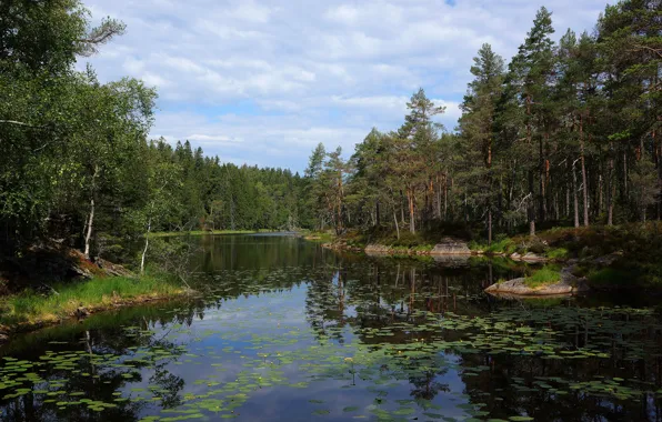 Picture forest, leaves, lake, pond, pond, pine