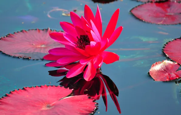 Leaves, water, Lily, petals