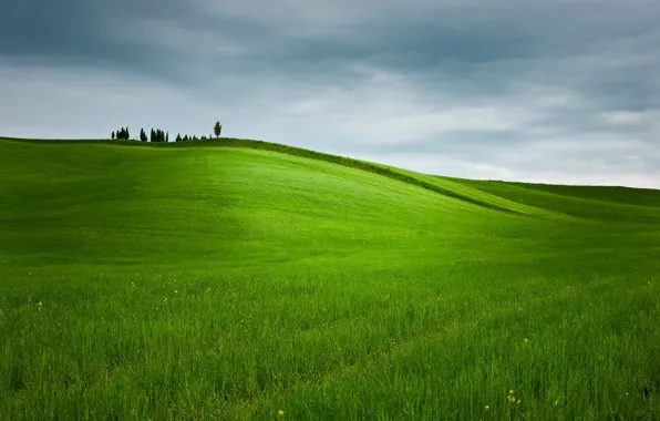 Picture field, the sky, landscape, nature