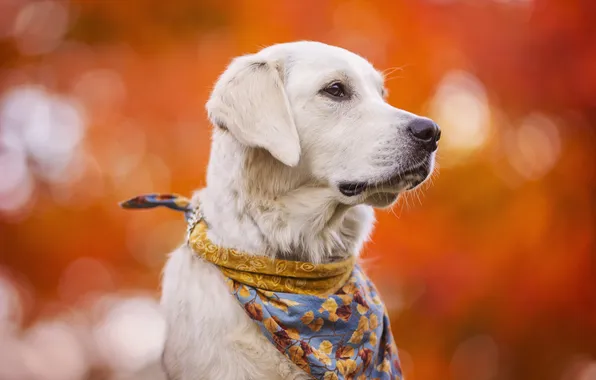 Look, nature, dog, white, orange background, face, Labrador, shawl
