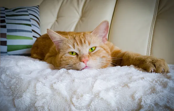 Red, resting, on the couch, cat