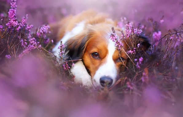 Look, face, dog, bokeh, Heather