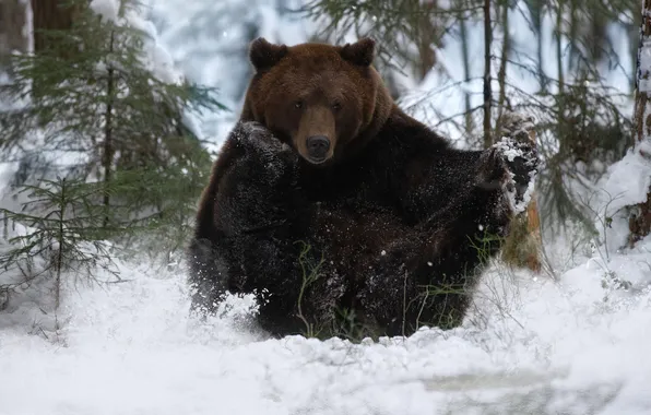 Picture forest, snow, bear, Svetlana Pisareva