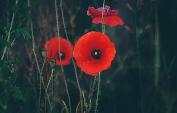Picture flowers, red, the dark background, Mac, Maki
