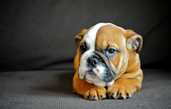 Dog, puppy, English bulldog