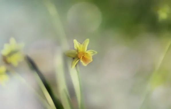 Picture flower, macro, Narcis