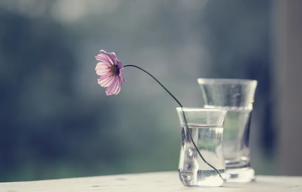 Flower, glass, water, kosmeya, vases
