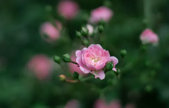 Picture flower, petals, pink