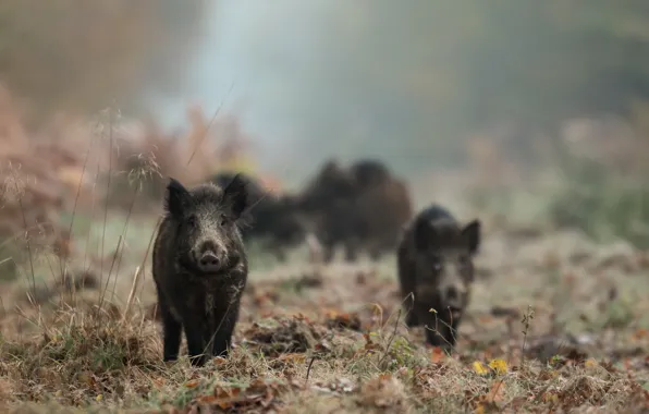Picture forest, fog, boars