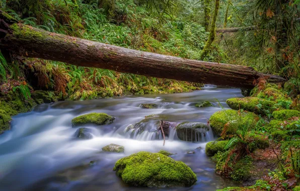 Greens, forest, trees, stream, moss, Canada