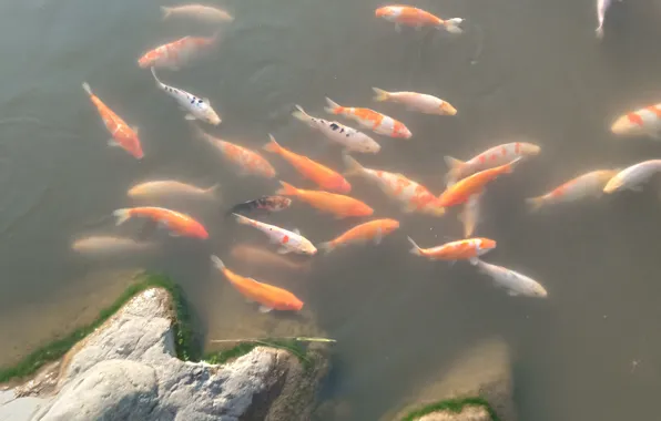Pond, fish, carp