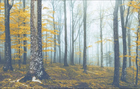 Picture autumn, forest, trees, branches, fog, foliage, morning, haze