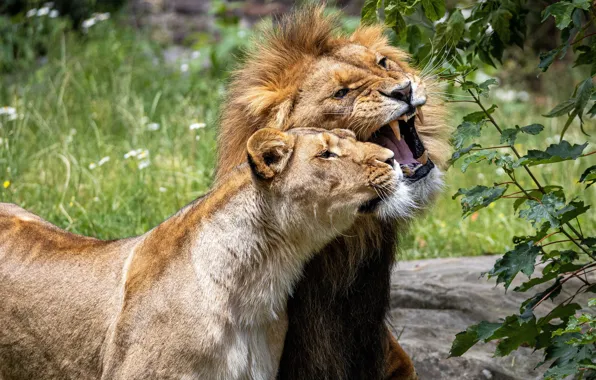 Greens, face, branches, nature, pose, Leo, mouth, pair
