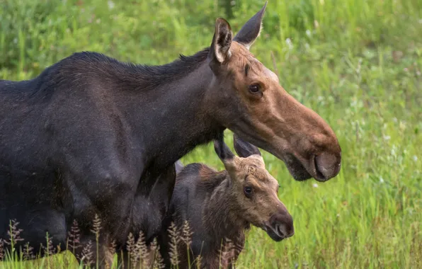 Background, baby, pair, cub, two, moose, muzzle, moose