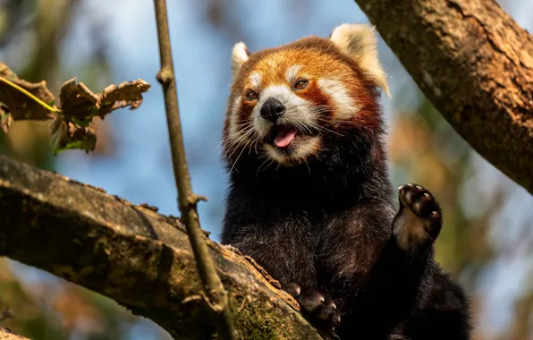 Language, light, branches, pose, tree, red Panda, face, red Panda