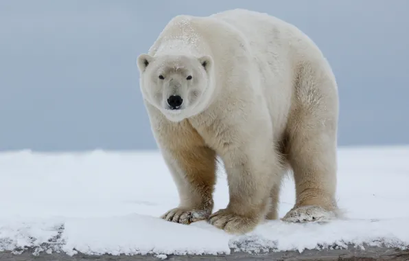 Winter, animals, white, the sky, look, face, snow, nature