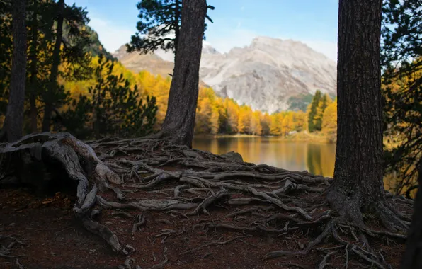 Autumn, forest, the sky, trees, mountains, roots, lake, reflection