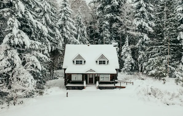 Picture winter, forest, snow, trees, nature, house
