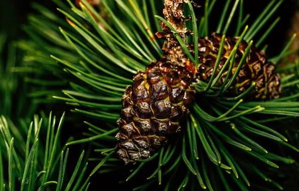 Picture macro, needles, branches, needles, bumps, cedar, cedar