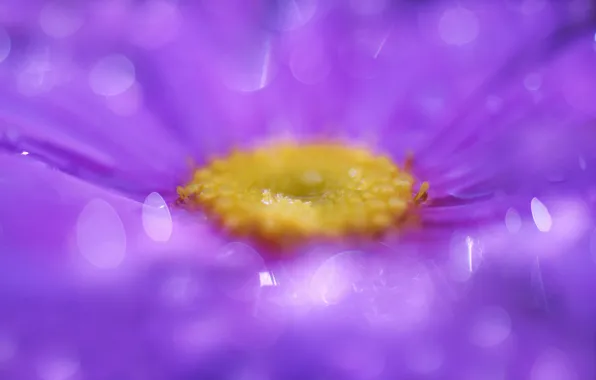 Picture flower, macro, droplets, glare, petals, Lilac