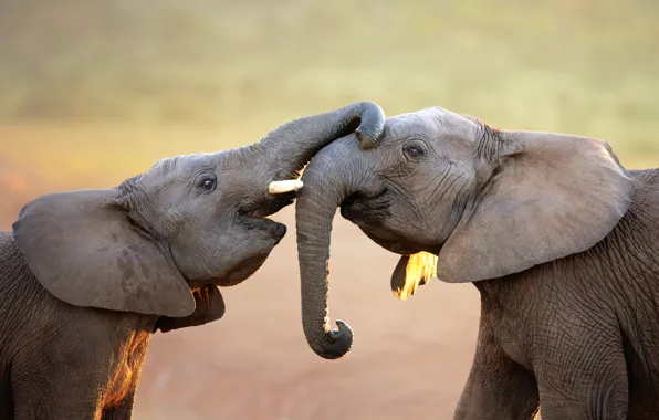 Elephants, trunk, elephants