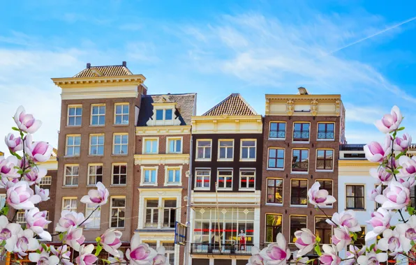 Spring, Amsterdam, flowering, blossom, Amsterdam, flowers, old, spring