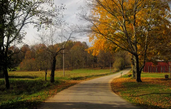 Picture road, autumn, trees, foliage, USA, road, trees, Kentucky