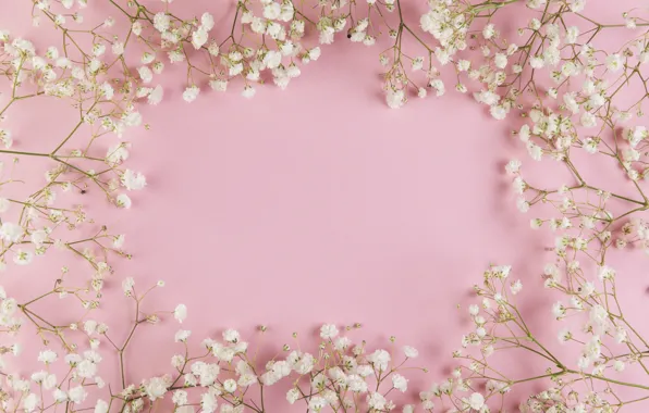 Picture flowers, white, white, pink background, pink, flowers, background, tender