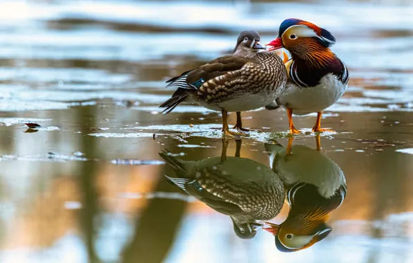 Reflection, duck, Mandarin