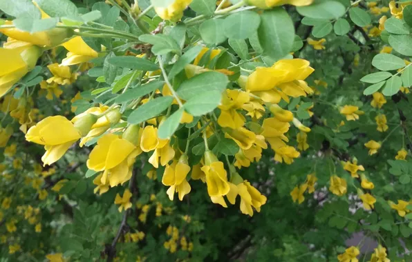Greens, leaves, petals, bunch, June, the acacia branch, yellow flowers, the beginning of summer