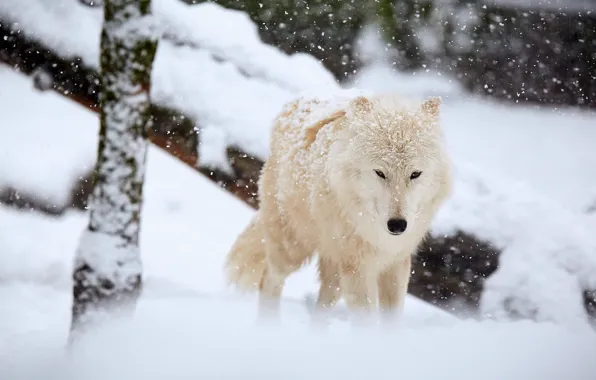 Winter, white, snow, tree, wolf, snowfall, polar wolf, polar